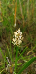 Eleocharis interstincta