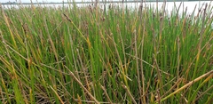 Eleocharis interstincta
