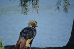 Balearica pavonina pavonina