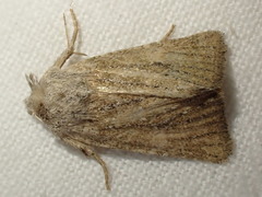 Photedes fluxa