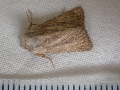 Photedes fluxa