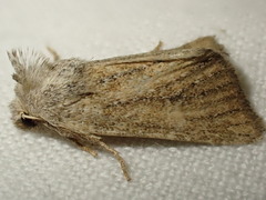 Photedes fluxa