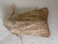 Photedes fluxa