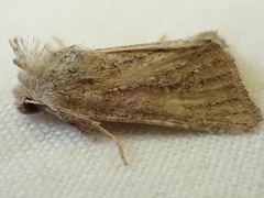 Photedes fluxa