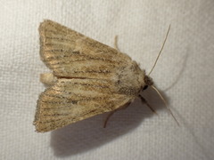 Photedes fluxa