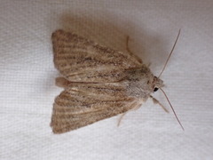 Photedes fluxa