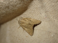 Photedes fluxa