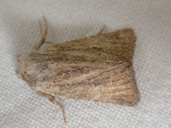 Photedes fluxa