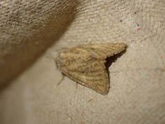 Photedes fluxa