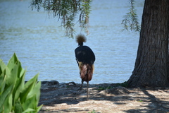 Balearica pavonina pavonina