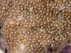 Marionia platyctenea