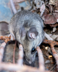 Peromyscus truei