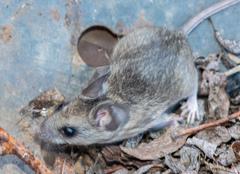 Peromyscus truei
