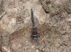 Rhionaeschna galapagoensis