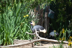 Balearica pavonina pavonina