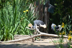 Balearica pavonina pavonina