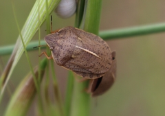 Eurygaster austriaca