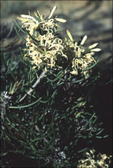 Petrophile brevifolia