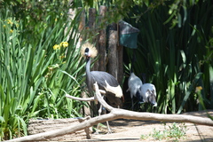 Balearica pavonina pavonina