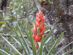 Tillandsia ponderosa