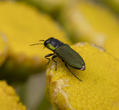 Bilyaxia cupriceps