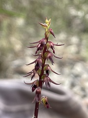 Genoplesium filiforme