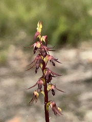 Genoplesium filiforme