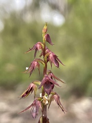 Genoplesium filiforme