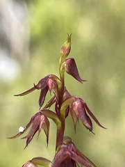 Genoplesium filiforme