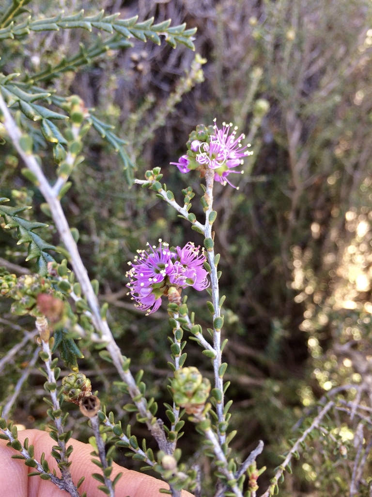 Kunzea jucunda
