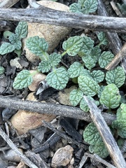 Proboscidea althaeifolia