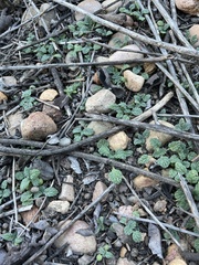 Proboscidea althaeifolia