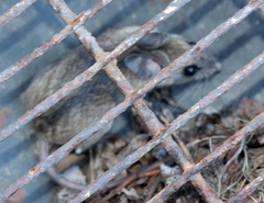 Peromyscus truei