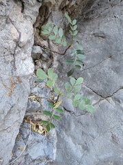 Pseudosmodingium virletii