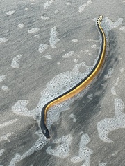 Hydrophis platurus image