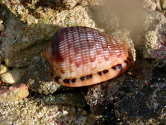 Cypraecassis testiculus