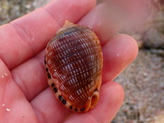 Cypraecassis testiculus