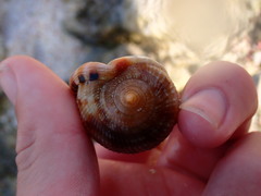 Cypraecassis testiculus