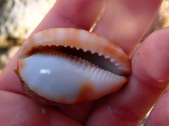 Cypraecassis testiculus