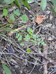 Tauschia kelloggii