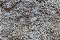 Bradinopyga geminata