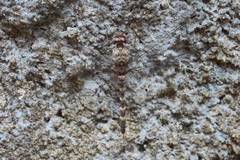 Bradinopyga geminata