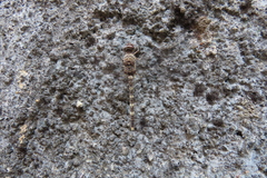 Bradinopyga geminata