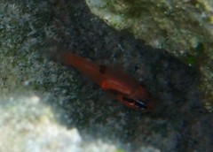 Apogon maculatus