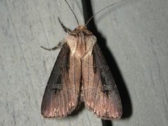 Agrotis volubilis