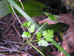 Tauschia kelloggii