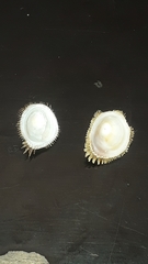 Pilosabia trigona