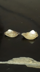Pilosabia trigona