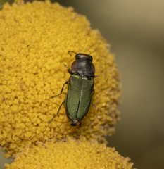 Bilyaxia cupriceps