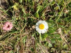 Erigeron procumbens